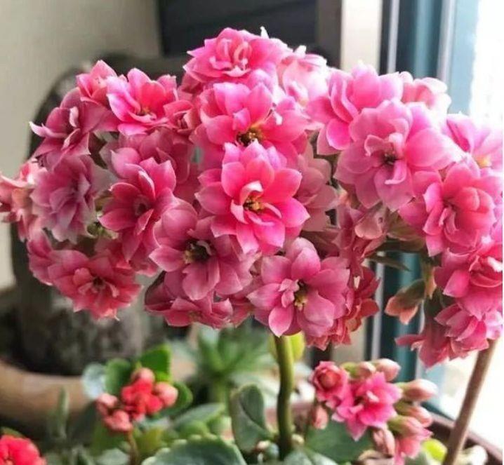 超漂亮的花卉,沾土就活,四季开花不断,阳台变成小花园