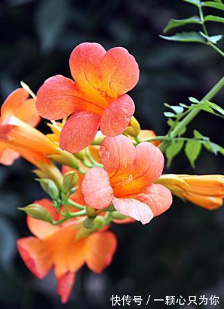 农历九月二十三霜降后，养什么花？以下3种花，爱情永固万事如意