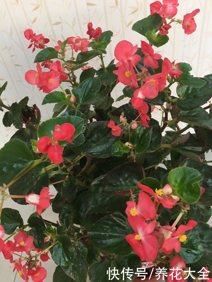  浇水过量|养花烂根不光浇水太多，其实有4个原因，对症下药是关键