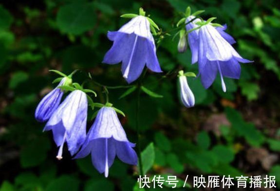 6月12日开始,养花试试这几款,花型奇特美丽,花香四溢飘满屋