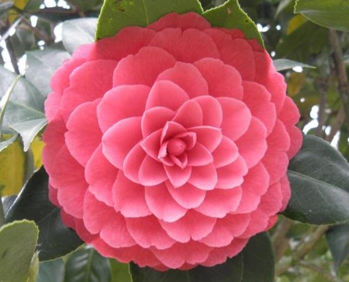 磷酸二氢钾|3种花养家里,美成了花园,漂亮好养,开花硕大香味浓!