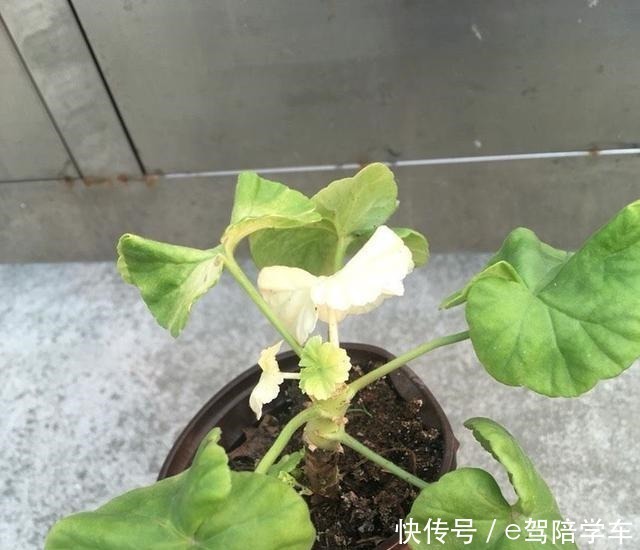 叶片|掐了一个叶片丢盆里，一年长满了花盆，连续七八年都开花！