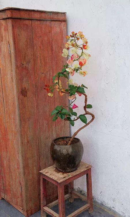 发酵|三角梅最怕“三种水”,避开不黄叶,憋出一圈苞,清香宜人小半年