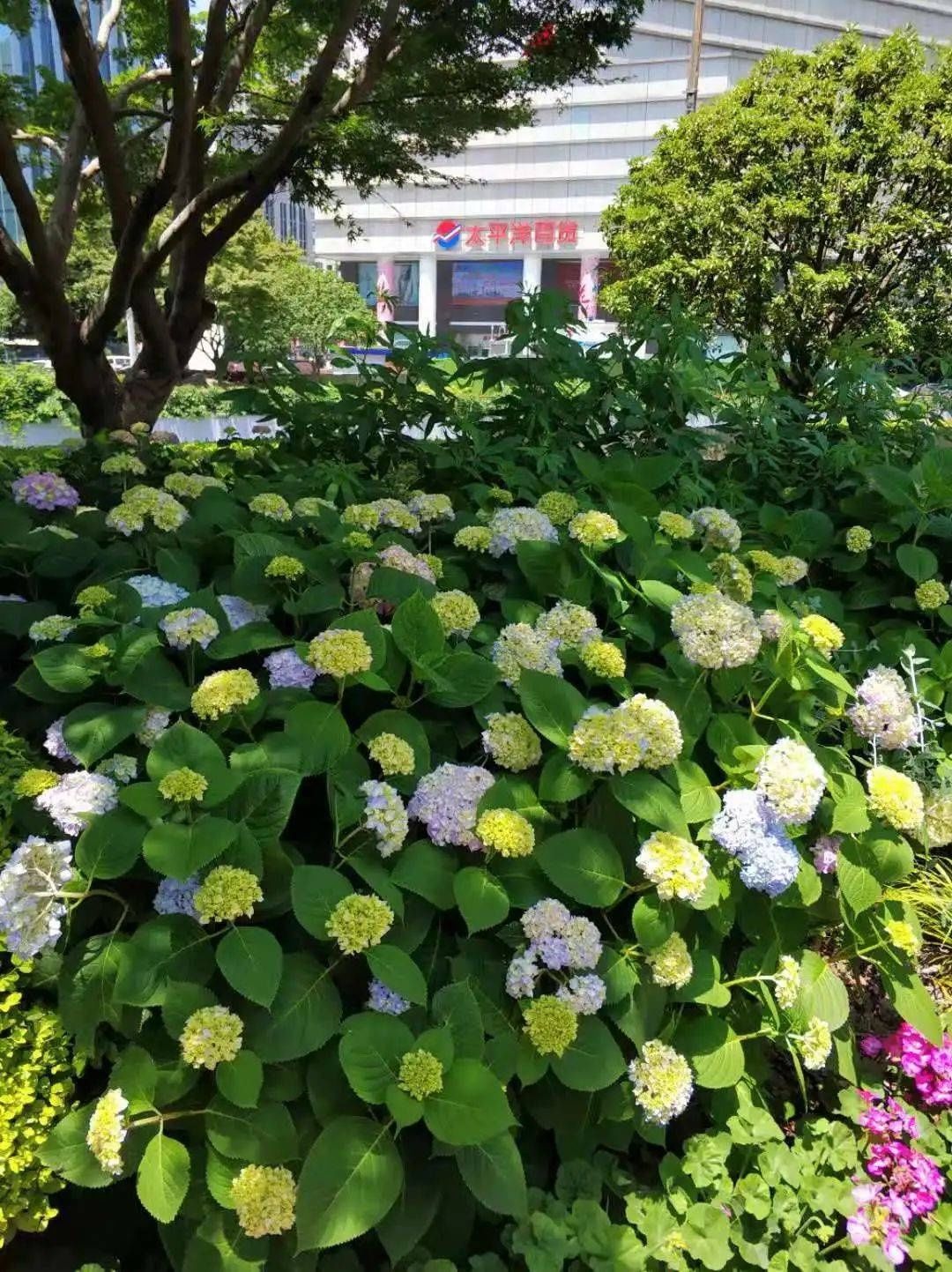 马卡龙|绣球繁花尽绽放 徐汇街头觅“清新”