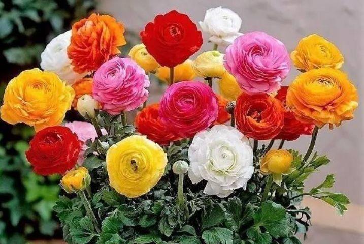 冬天养此款花卉,不用操啥心,花色繁多易爆盆,娇艳欲滴