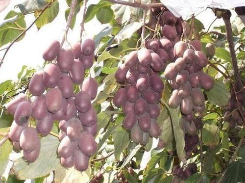 野生|农村山上有种珍贵水果,很多人为了它,哪怕冒着生命危险也要摘