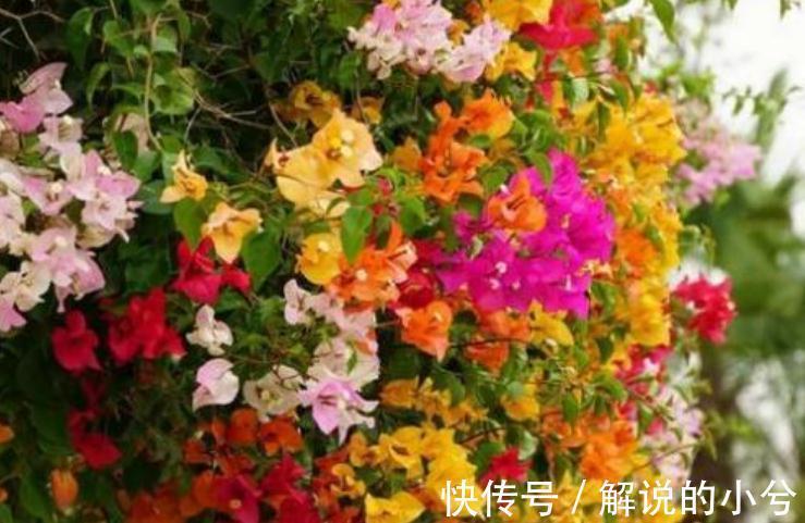 农历9月22日霜降后,养什么花?以下3种花,吉庆有余福享新春