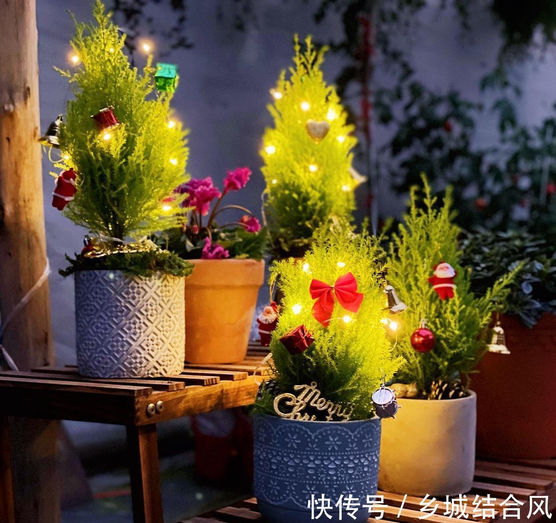 6种“小盆景”,越小越值钱,客厅养一盆,能香上几十年