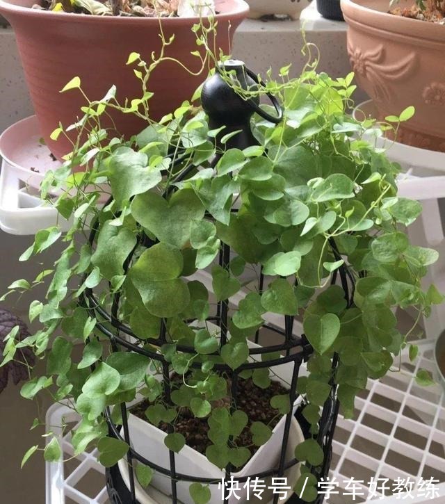 1米7的天竺葵,开花成瀑布,太震撼了!