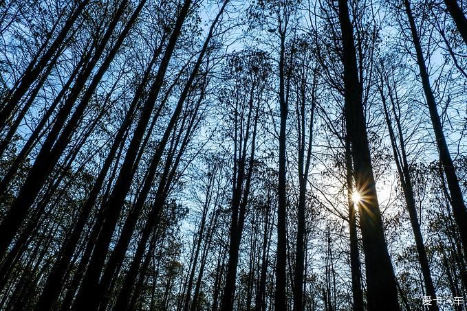 中年|春暖花开游江南-千垛景区水上森林之旅