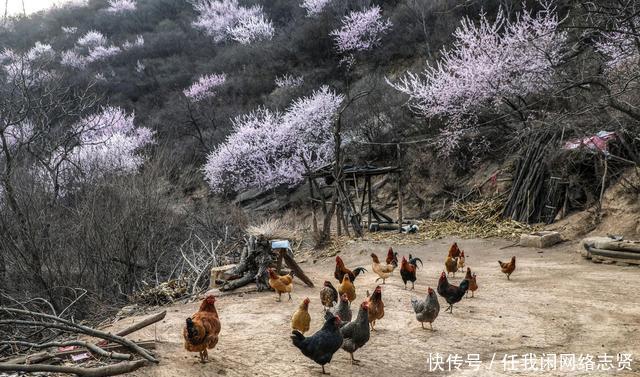 无人机在晋南大山发现桃花岛，7旬老夫妻隐居山中生活让人羡慕