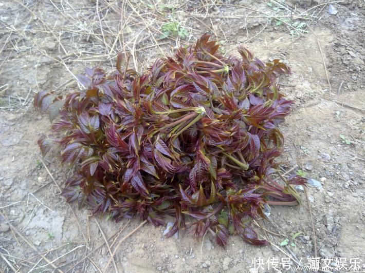 农村里的6种野菜，比肉还好吃，第4种刚出锅就抢光