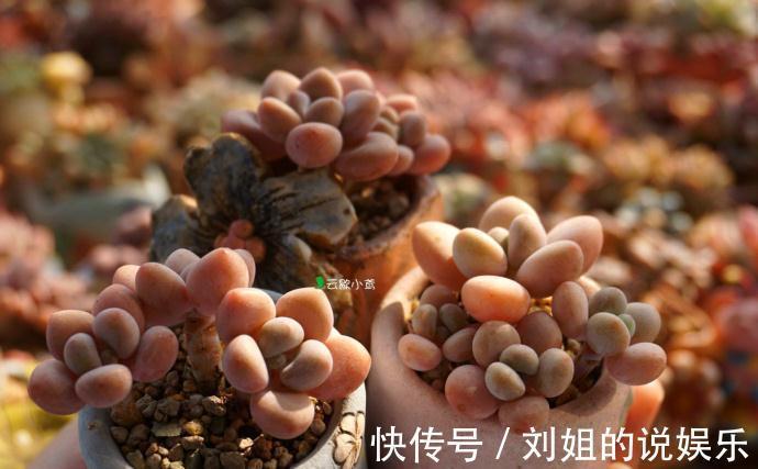 怎样让您的多肉尽快度过危险的服盆期