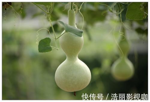 小便|中医入门8种祛湿利水中药，除湿气，消水肿的好手，一次讲清楚