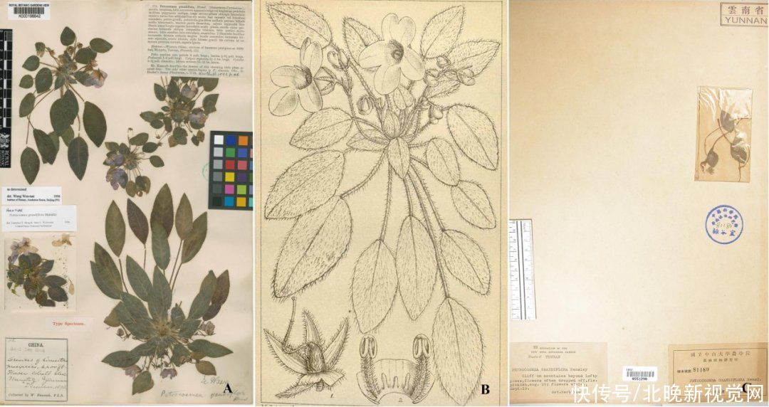 张挺|比大熊猫还珍稀的极危植物,消失百年后从天坑“归来”