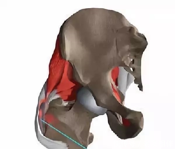 要命|髋关节疼起来真要命,到底为什么这么痛?要怎么治疗?