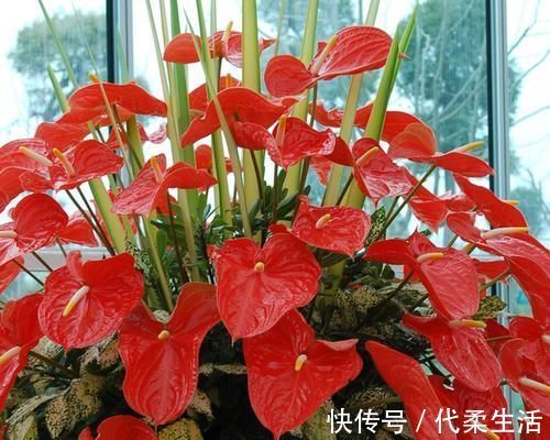 仙客来|就算家里没暖气，也可以养4种花，不怕冻还耐旱，到春节还能开花