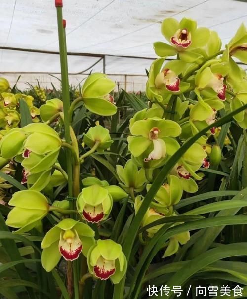 大花蕙兰养殖方法，秘诀不过4点，新手兰友可参考