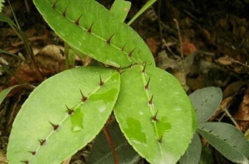两面|叶子两面都是针,告诉村里人,若在山上遇见,请重视,别不知价值