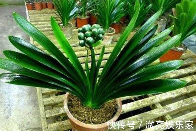 夏天给君子兰浇水有讲究，掌握几个技巧，不烂根，叶片绿