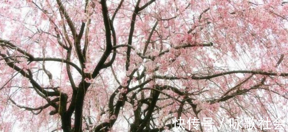 伤感!王安石晚年大病一场,还写下两首凄美之作,每一首都感人肺腑!