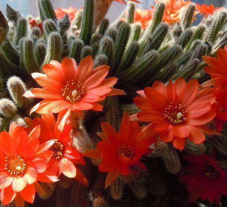 仙人掌|阳台养一盆此植物,不怕晒不怕旱,比仙人掌美,开出朵朵红花