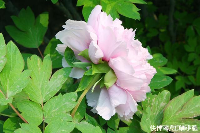 始吐|皮日休:落尽残红始吐芳，佳名唤作百花王