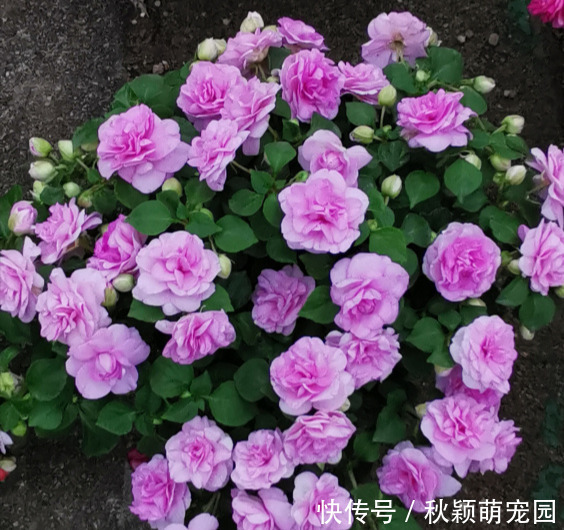 牡丹|比牡丹开花多,比月季还好看,花瓣层层叠叠,一年开花300天