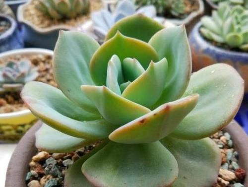 植物|养花不用买营养液,准备好香蕉皮,盆栽植物叶子不泛黄