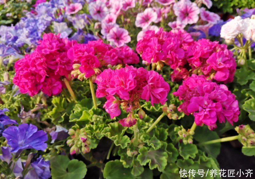 土壤|夏天的盆栽容易打蔫,发现不要着急浇水,否则会严重伤根