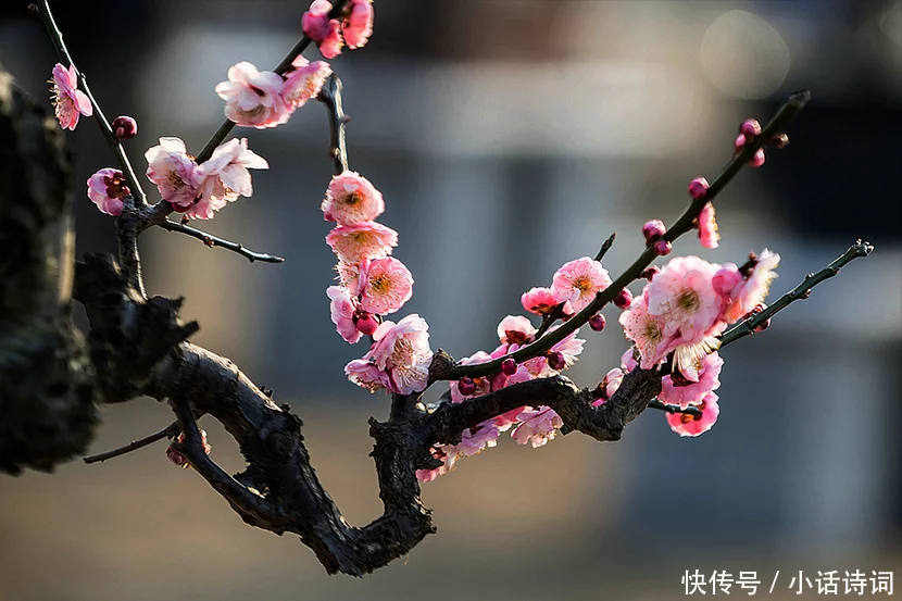 不要告诉别人（梅花的品质和精神）梅花品格的词语 第5张