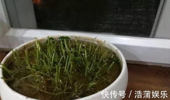 爆盆|铜钱草不用买,问邻居要一根小苗,足够你爆盆了
