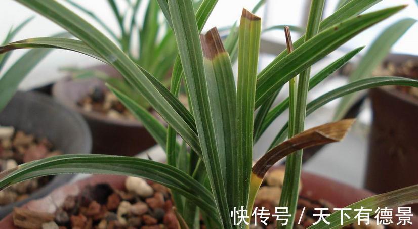 兰花焦尖,该不该剪掉?分情况,还需多注意日常打理