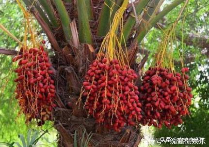 叫枣不是枣,产量奇高且比红枣甜,外国人当主食,国内却很少人种