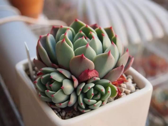 养肉朋友别烦恼,妙招帮你省心事,多肉世界多的是你不知道的事!