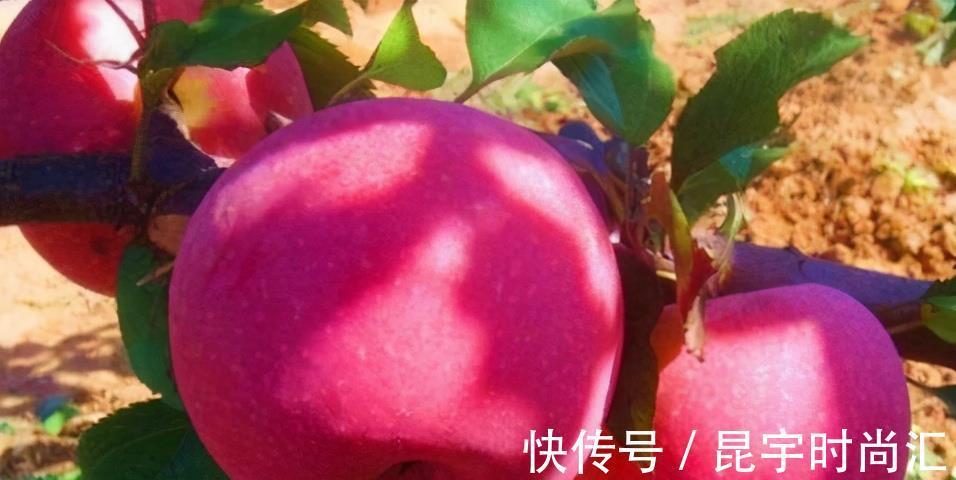 適合秋天吃的3種食物，美容養顏，排毒潤膚，好吃又健康