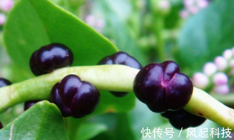 豆腐菜|农村人管它叫“豆腐菜”,摘了煮汤味道一绝,不仅能吃还是好药材