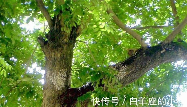 有一种很像紫檀的树木，木质带有清香，很多人却不懂珍惜