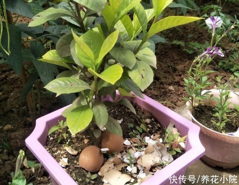天气|天气炎热，3种水别拿来浇花，不然烂根黄叶，还招小虫子