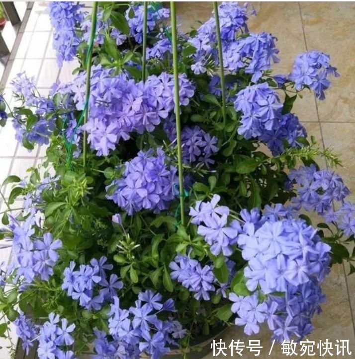 家里养此款花卉,便宜又好养,好养易爆盆,惊艳如花球,美翻了