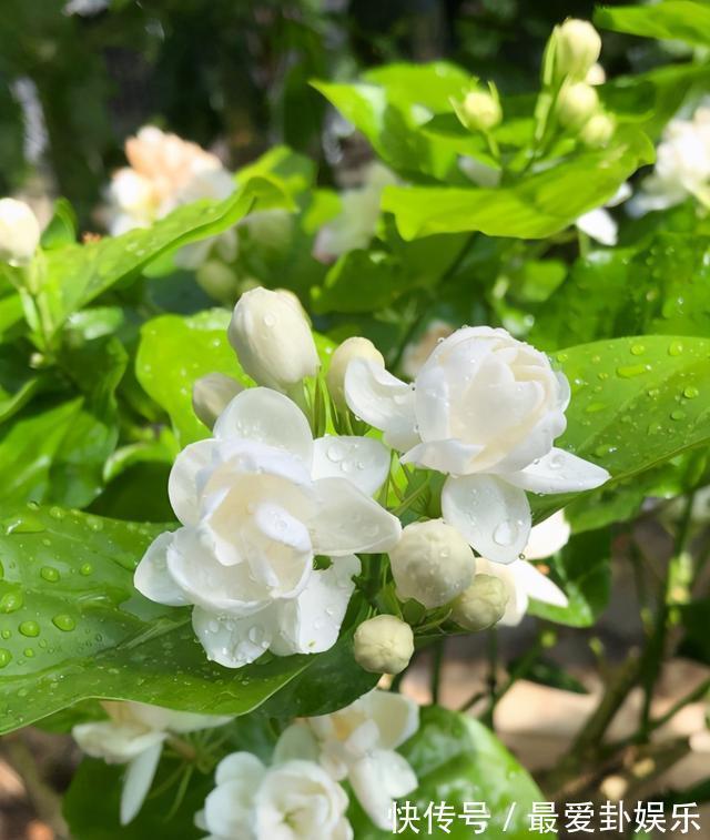 3种“养人花”，能吃能观赏，好养又漂亮，还能净化空气，喜欢