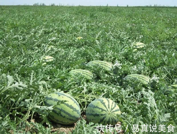 西瓜|高血压最好避免4种水果,吃一口血压飙升,别儿戏生命!