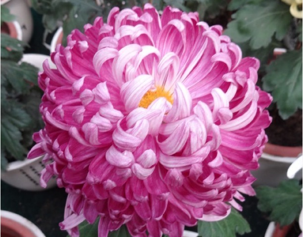 喜欢菊花，不如养盆“菊中珍品”繁花似锦，似锦绣芳华，窈窕清新