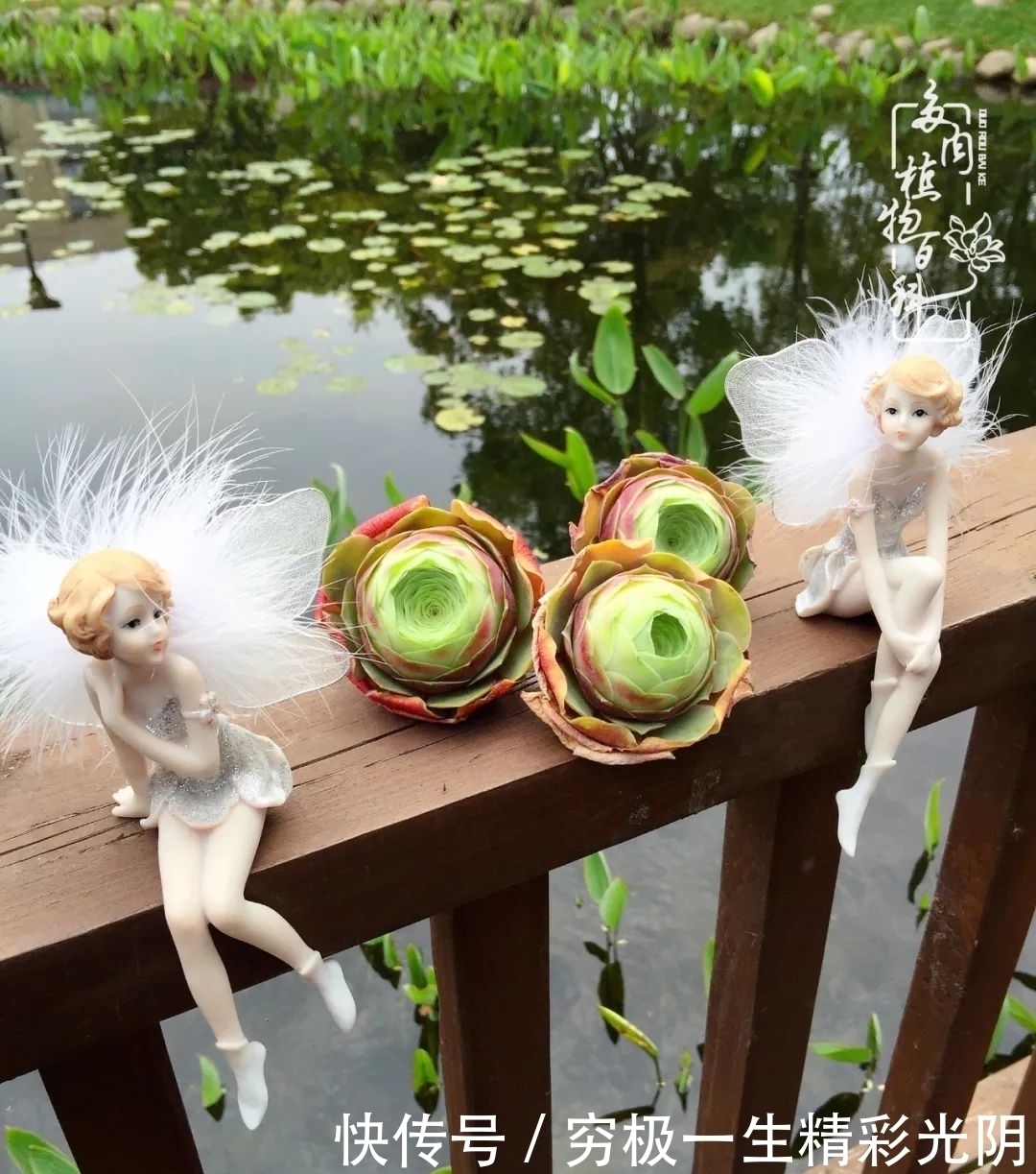 山地玫瑰的那些事儿关于养护过程中遇到的灵魂18问