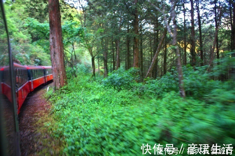 有生之物|亚洲树王2300岁高龄，就在阿里山，需十几人才能合抱