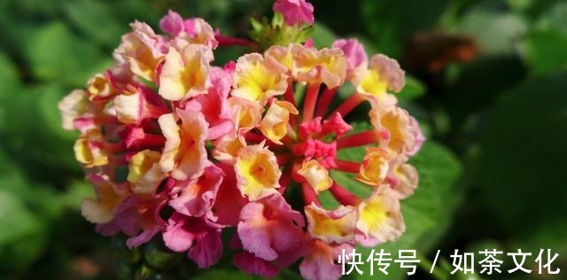 5种花适合家养,开花成片很漂亮,枝繁叶茂能爆盆,越养越喜欢