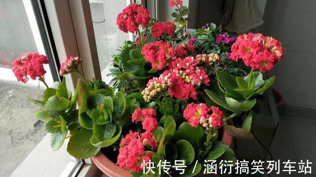 玉树|天气冷,六种花要“干养”,少水多晒才健壮,养成老桩更旺家