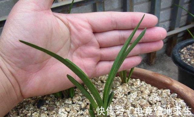 兰花服盆的时间是几天，服盆期间，该如何浇水