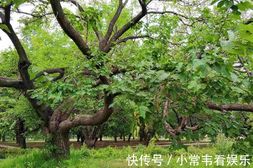 诗词|「原创诗词」三人行可恨花期短 瘦枝空结相思茧