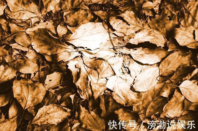 花肥|养花有“门道”，简单实用花长得好，茂盛不烂根开花一茬一茬！